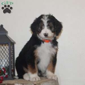 Cookie, Bernedoodle Puppy